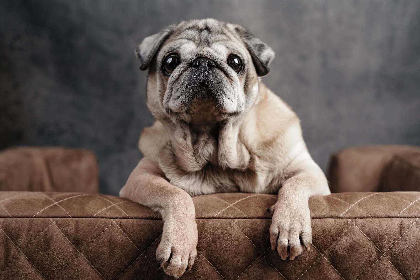 A relaxed dog resting comfortably at home