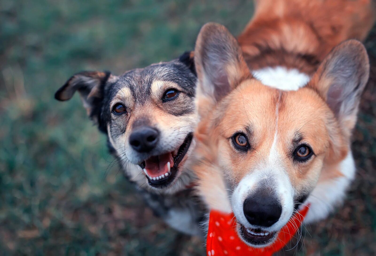 Two happy, freshly groomed dogs outdoors