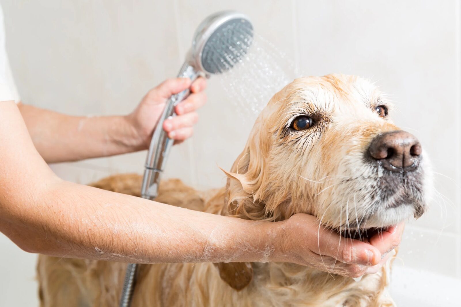 A dog enjoying a warm bath in the mobile grooming trailer