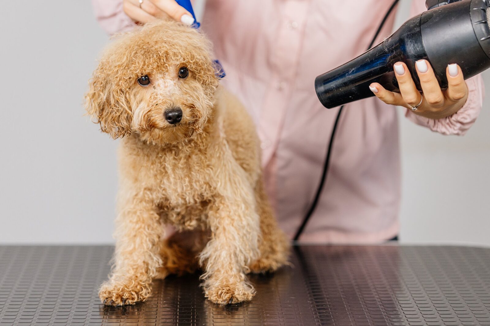 A dog being blow dried and brushed out after a bath